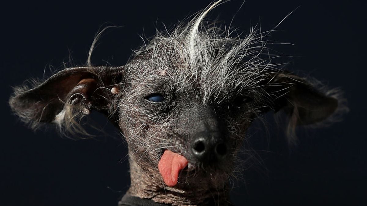 Britain's ugliest dog, a Chinesecrested hairless named Chase, has died
