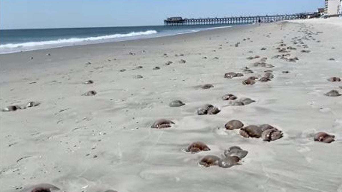 Cannonball jellyfish found spread along South Carolina beaches