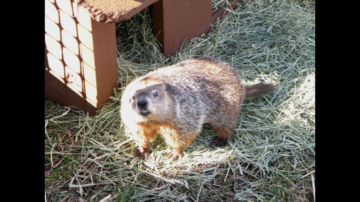 Did Groundhog See Its Shadow 2025