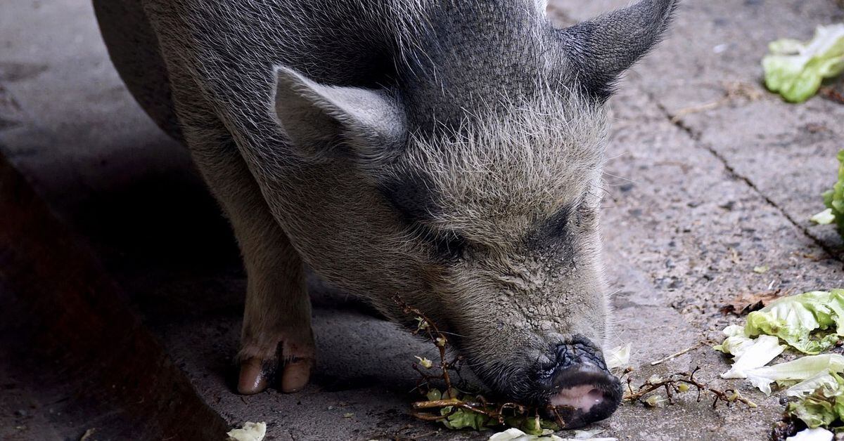 Pet pigs beaten to death in latest brutal attack on animals in Kentucky
