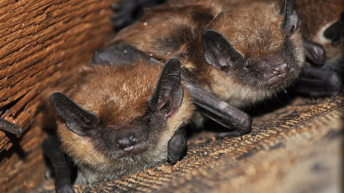 North Carolina commission says leave bats alone until July