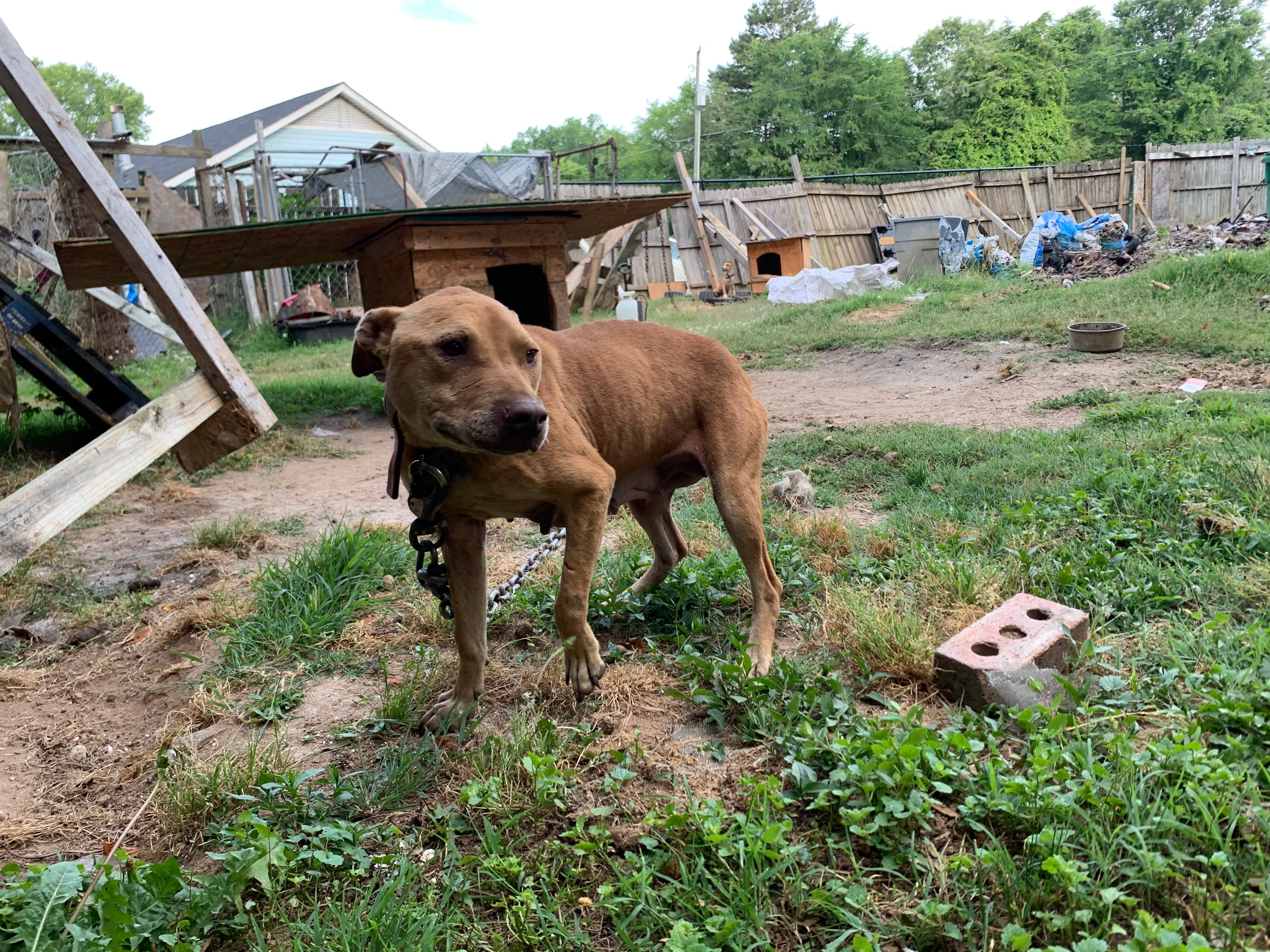 Louisville couple adopts dog saved from New York dogfighting ring