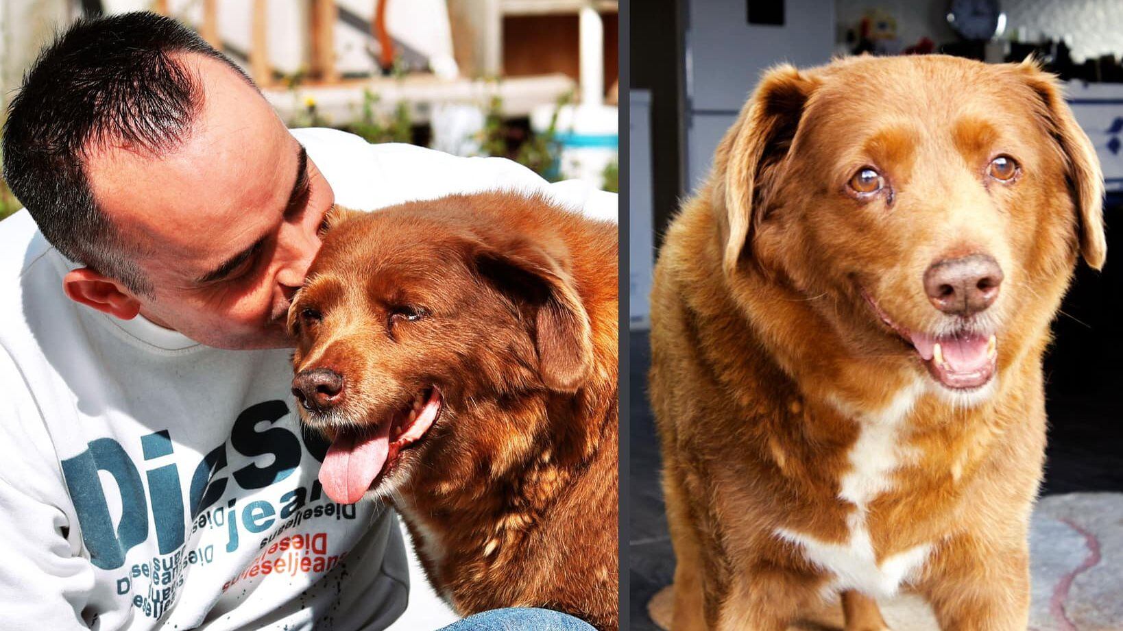 World's oldest dog bobi and its owner