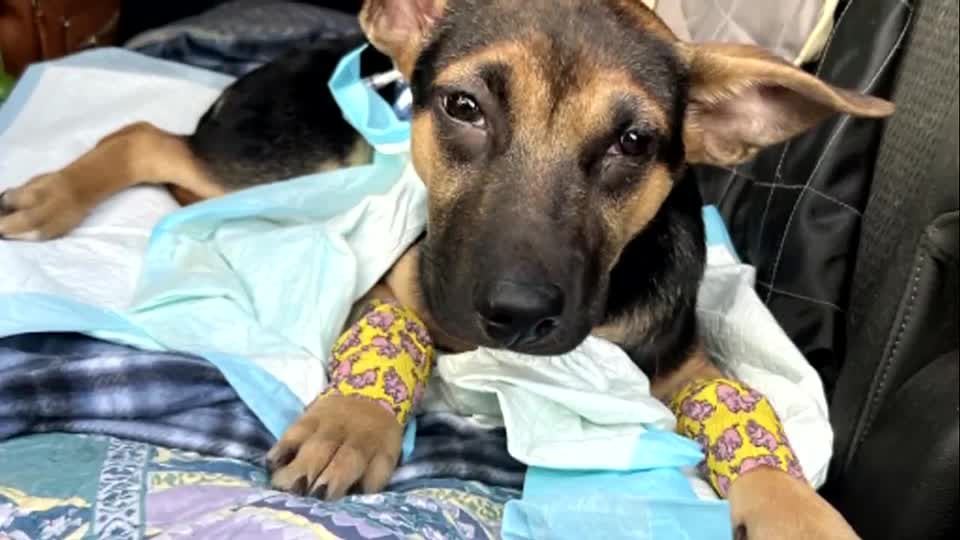'She is a miracle': Dog recovering after being stabbed in ...