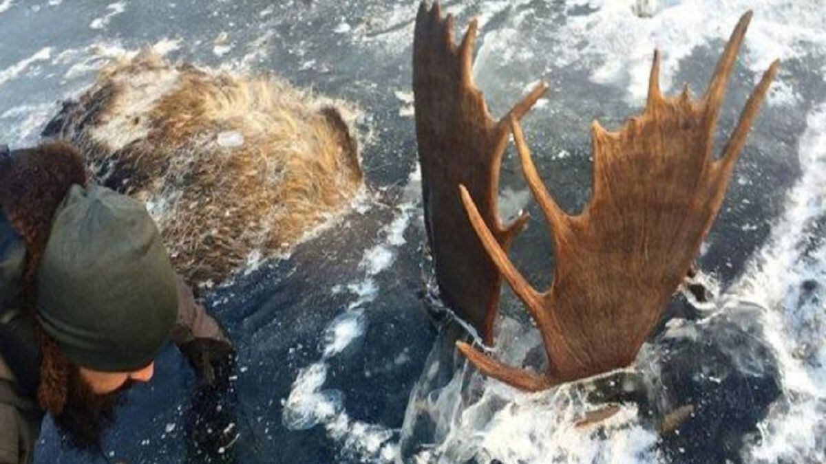 2 moose found frozen in fight with antlers locked