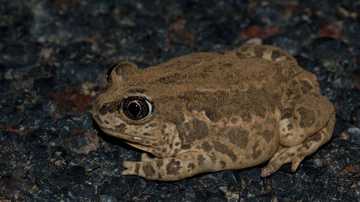 Waves of frogs crowd Kentucky highway