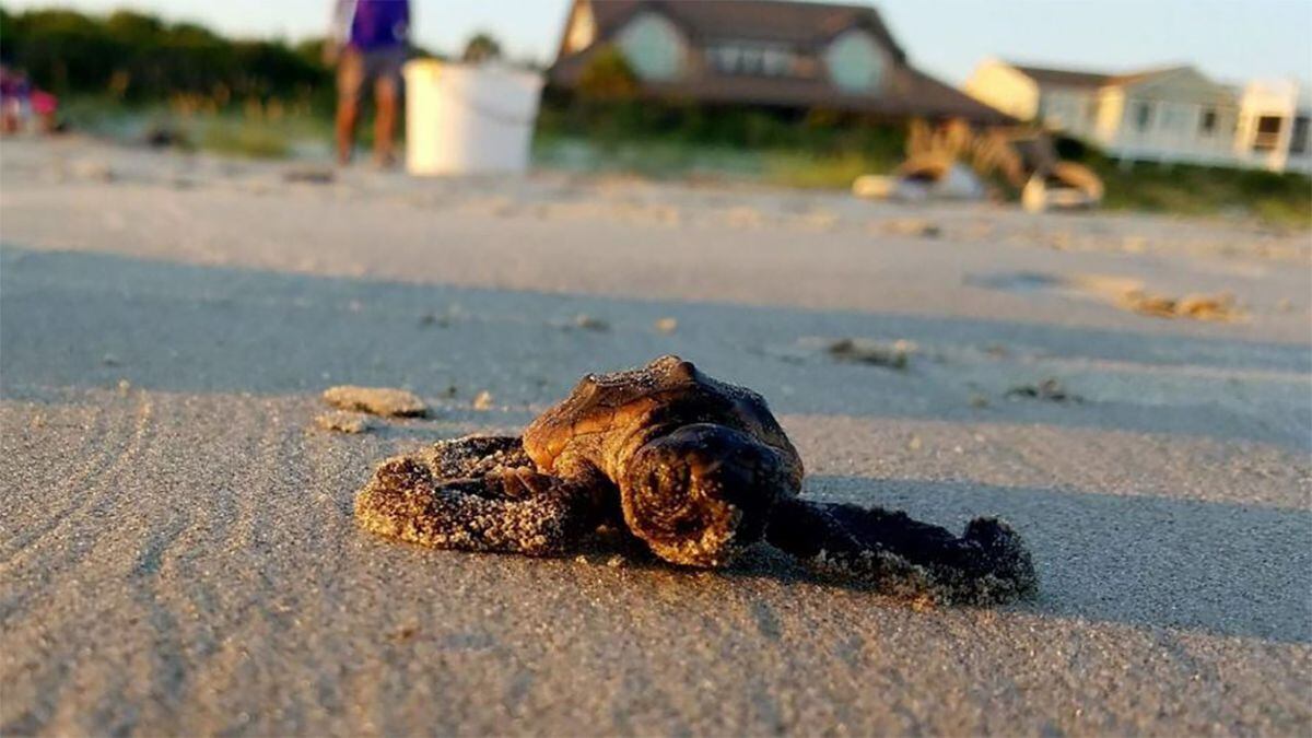 South Carolina sees record number of sea turtle hatchlings