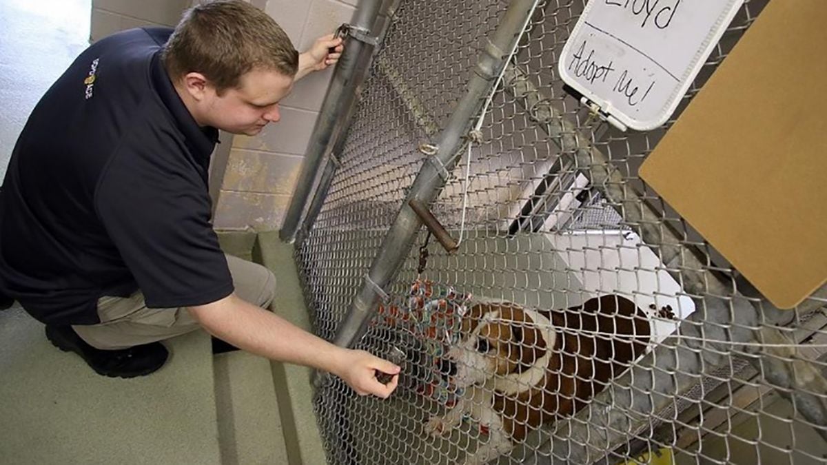 Gaston County animal shelter ordered to make 25,000 worth in repairs