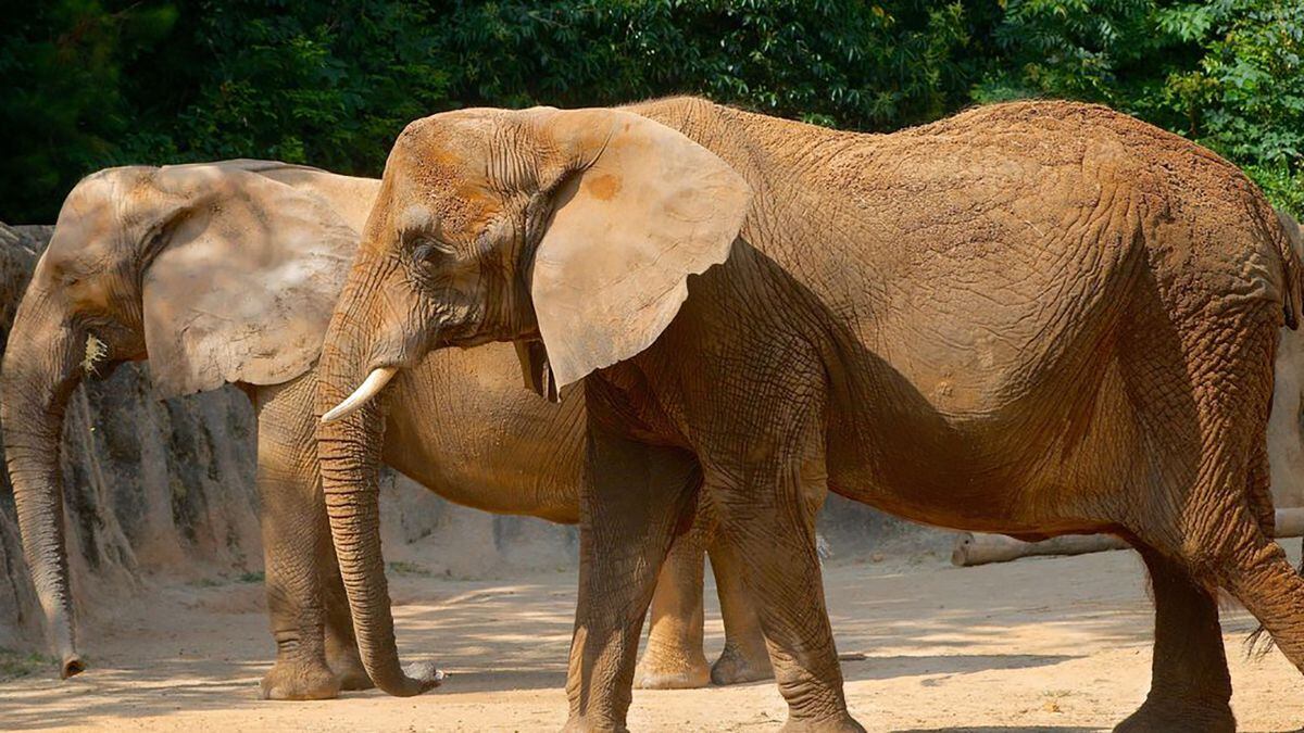 Riverbanks Zoo says goodbye to elephants and brings in rhinos
