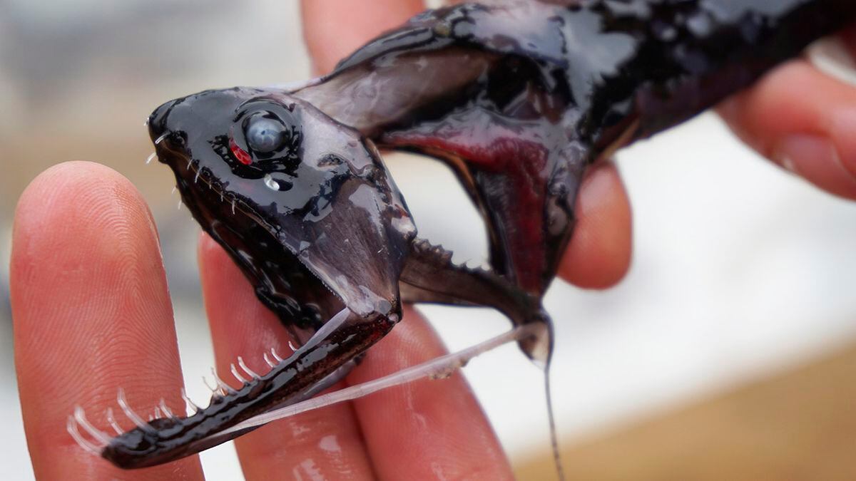 Dragonfish are armed with daggerlike invisible teeth; scientists now