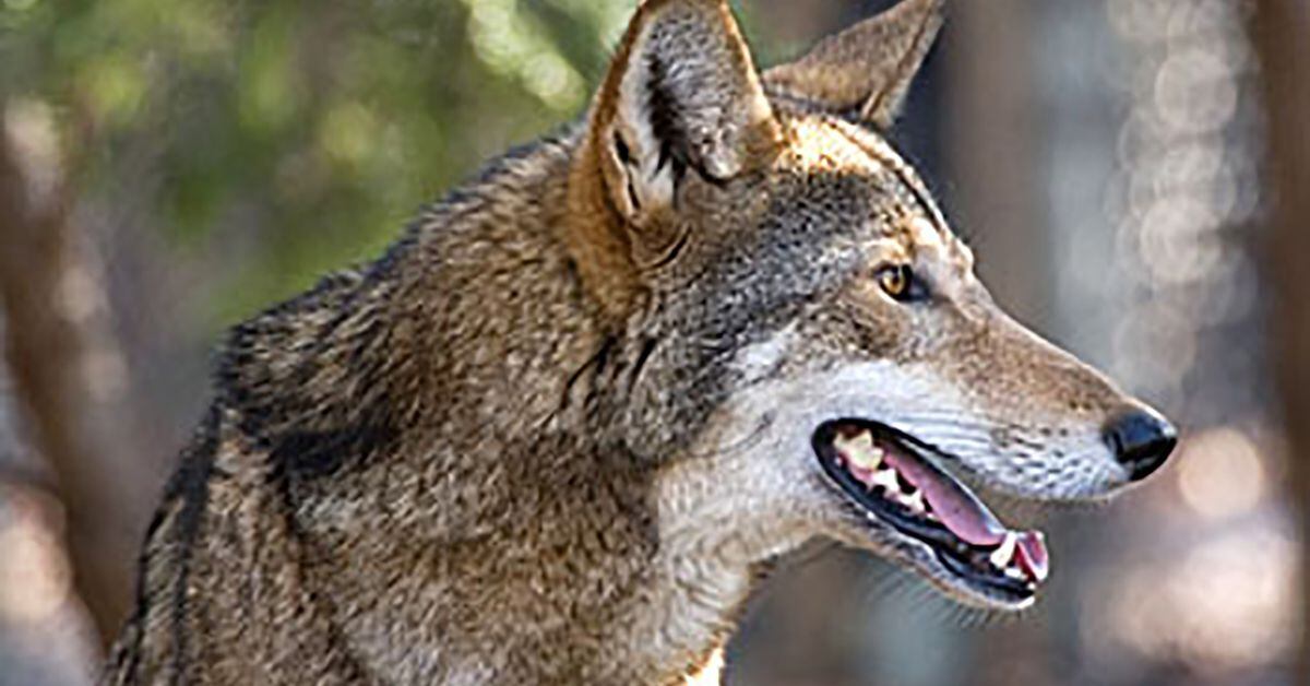 Government says wild red wolf population could soon be wiped out