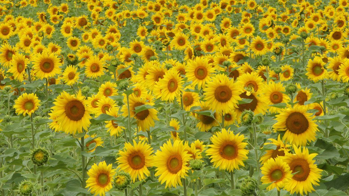 Why do sunflowers follow the sun?