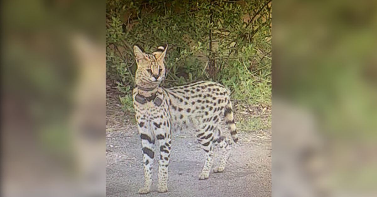 Exotic pet cat on the loose in Virginia roamed from NC home