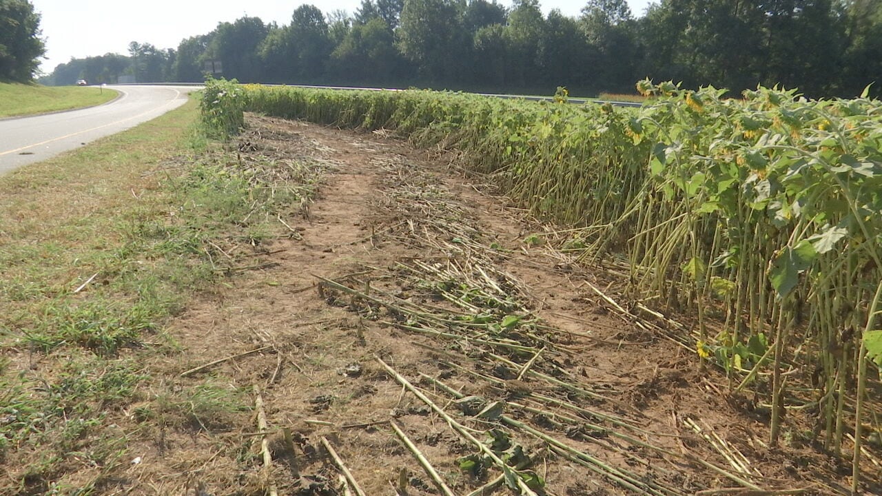 Wildflower field destroyed along interstate intentionally, troopers say