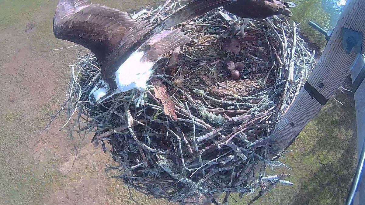 Osprey eggs are ready to hatch in Kings Mountain and you can watch it