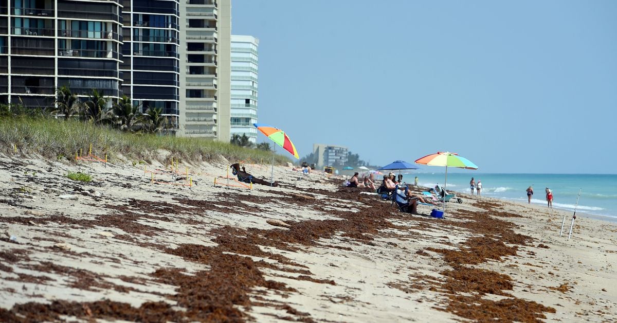 Seaweed invading Florida beaches likely to worsen, could worst